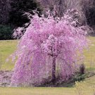 5 Seeds Weeping Purple Cherry Tree Seeds Flowering Japanese Flower Ornamental (Seeds)