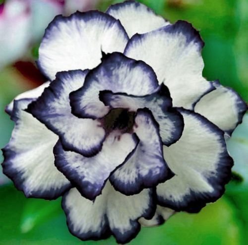 4 Seeds Black White Desert Rose Seeds Adenium Obesum Flower Perennial Exotic (Seeds)