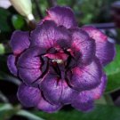 4 Seeds Dark Purple Pink Desert Rose Seeds Adenium Obesum Flower Exotic Garden (Seeds)