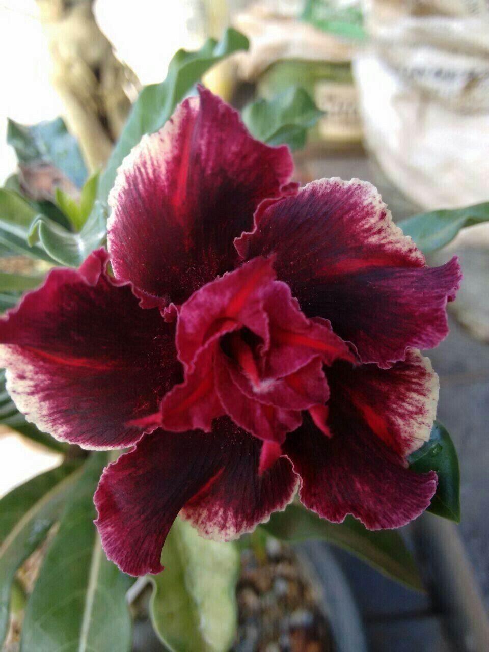 4 Seeds Double Red Magenta Desert Rose Seeds Adenium Obesum Flower Exotic (Seeds)