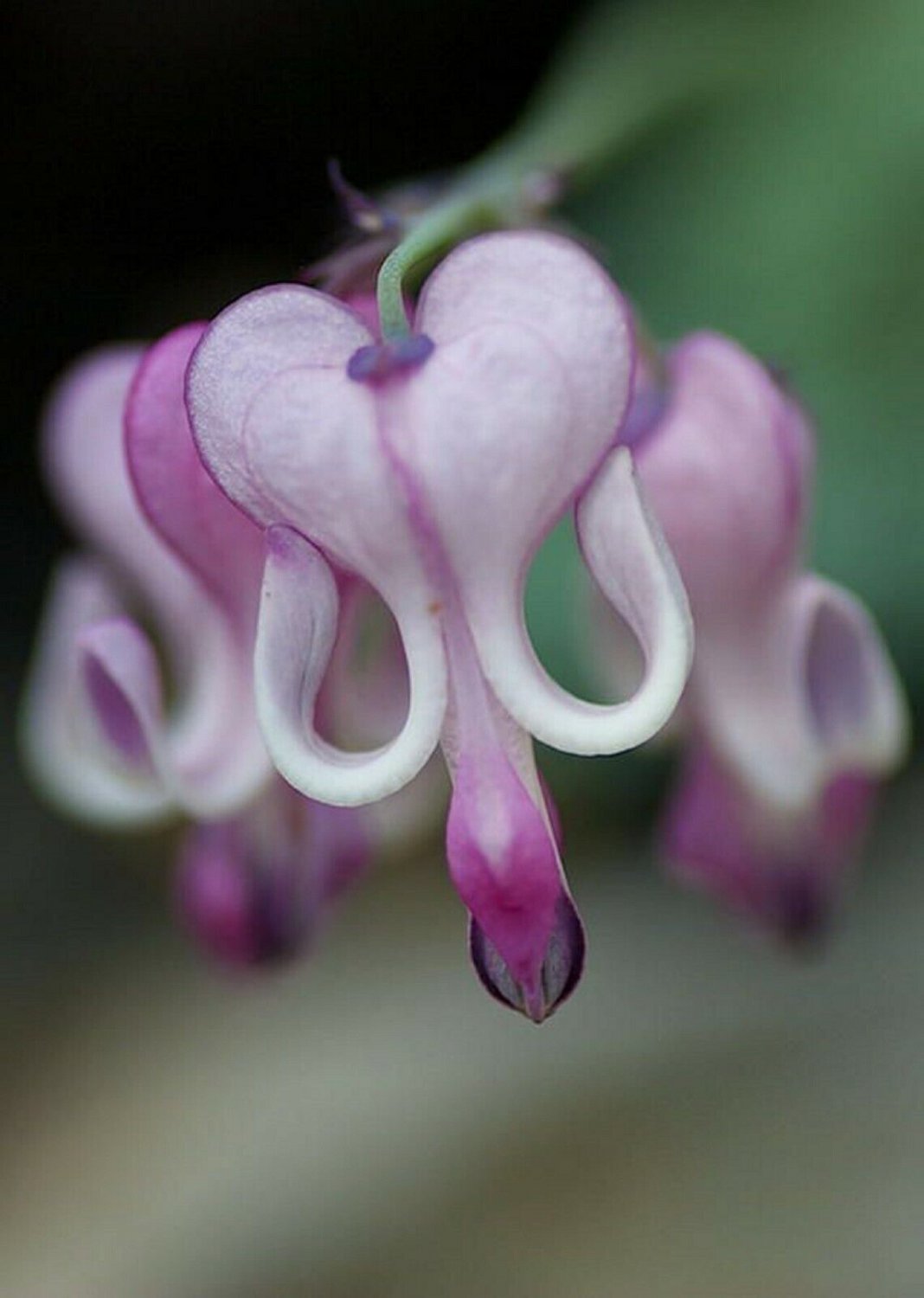 25 Seeds Purple White Bleeding Heart Seeds Flowers Seed Perennial Flower (Seeds)