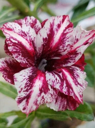 4 Seeds White Purple Desert Rose Seeds Adenium Obesum Flower Perennial Exotic (Seeds)