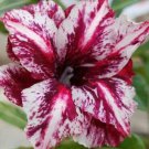 4 Seeds White Purple Desert Rose Seeds Adenium Obesum Flower Perennial Exotic (Seeds) 4 Seeds White Purple Desert Rose Seeds Adenium Obesum Flower Perennial Exotic (Seeds)