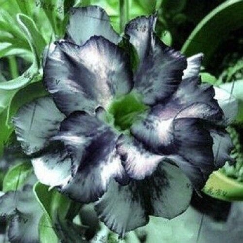 4 Seeds White Black Desert Rose Seeds Adenium Flowers Flower Perennial (Seeds)