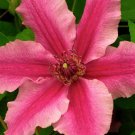 25 Seeds Bright Pink Clematis Seeds Bloom Flowers Perennial Seed Flower (Seeds)