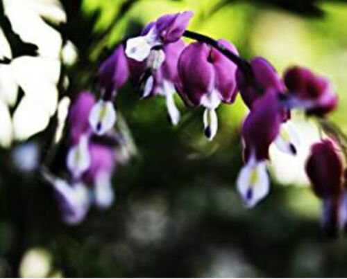 25 Seeds Dark Purple Bleeding Heart Seeds Flowers Shade Flower (Seeds)