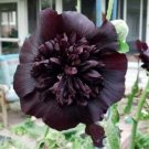 25 Seeds Black Prince Hollyhock Seeds Perennial Flower Seed Flowers (Seeds)