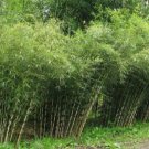 50 Seeds Umbrealla Bamboo Seeds Privacy Garden Clumping Exotic Shade (Seeds)