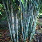 50 Seeds Blue Bamboo Seeds Privacy Plant Garden Clumping Exotic Shade (Seeds) 50 Seeds Blue Bamboo Seeds Privacy Plant Garden Clumping Exotic Shade (Seeds)