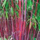 25 Seeds Red Bamboo Seeds Privacy Plant Garden Shade Exotic Screen (Seeds)