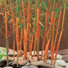 50 Seeds Red Fountain Bamboo Seeds Privacy Climbing Garden Seed Shade (Seeds)