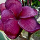 5 Seeds Dark Purple Plumeria Seeds Plants Flower Hawaiian Flowers Perennial (Seeds)