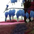 25 Seeds Sapharie Blue Bleeding Heart Seeds Dicentra Spectabilis Shade Flower (Seeds)