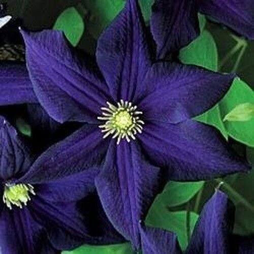 25 Seeds Dark Purple Clematis Seeds Bloom Flowers Perennial Flower (Seeds)