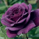 10 Seeds Dark Purple Rose Seeds Flower Bush Flowers Bloom Perennial (Seeds)