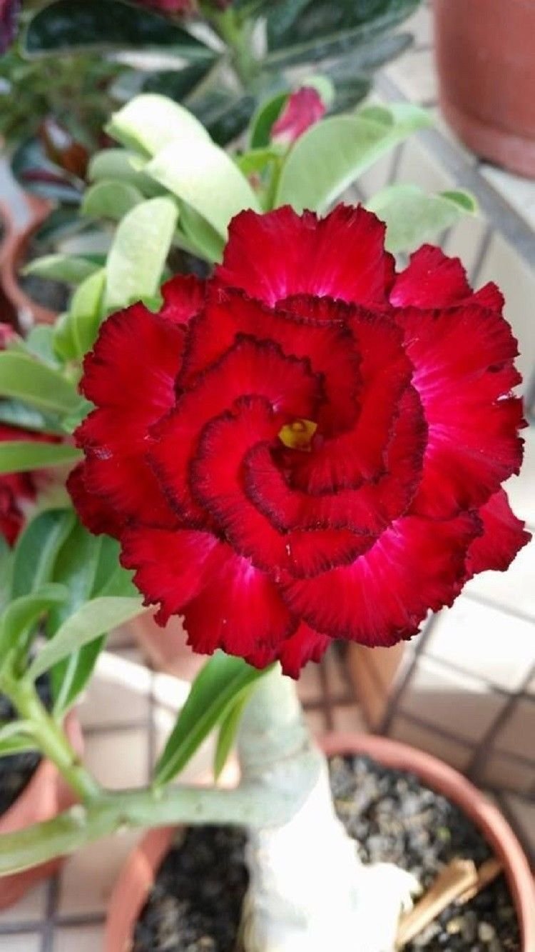 4 Seeds Red Black Tips Desert Rose Seeds Adenium Obesum Flowers Perennial Exotic (Seeds)