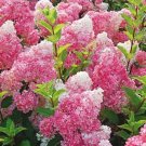 5 Seeds Dark Strawberry Hydrangea Seeds Perennial Hardy Flowers Seed Shrub Flower (Seeds)