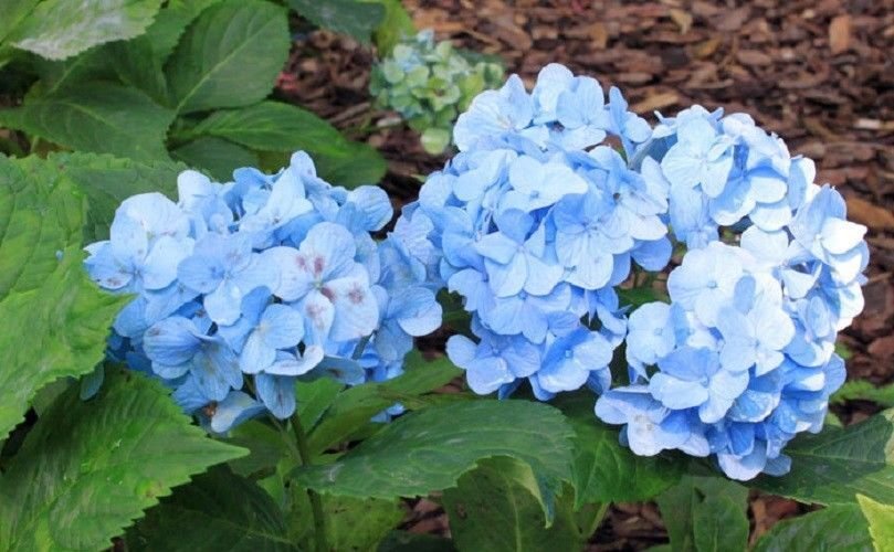 5 Seeds Blue Hydrangea Seeds Perennial Hardy Shrub Bloom Flower (Seeds)