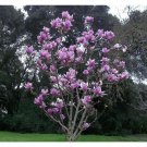 5 Seeds Purple Magnolia Seeds LILY FLOWER TREE Fragrant Tulip (Seeds)
