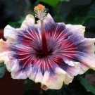 20 Seeds Cream Pink Purple Hibiscus Seeds Flower Seed Flowers Perennial (Seeds)