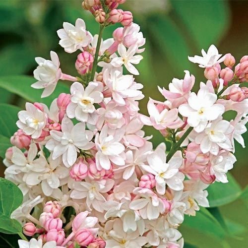 25 Seeds Light Pink Lilac Seeds Tree Fragrant Hardy Perennial Flower (Seeds)