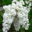 25 Seeds White Lilac Seeds Tree Fragrant Perennial Flower (Seeds) 25 Seeds White Lilac Seeds Tree Fragrant Perennial Flower (Seeds)
