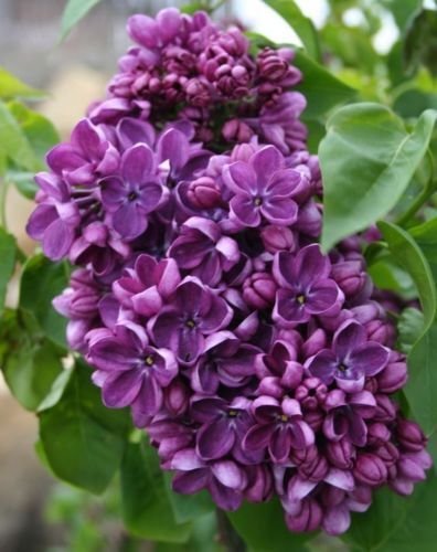 25 Seeds Purple Lilac Seeds Tree Fragrant Hardy Perennial Flower (Seeds)