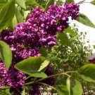 25 Seeds Dark Purple Lilac Seeds Tree Fragrant Hardy Perennial Flower Shrub (Seeds)