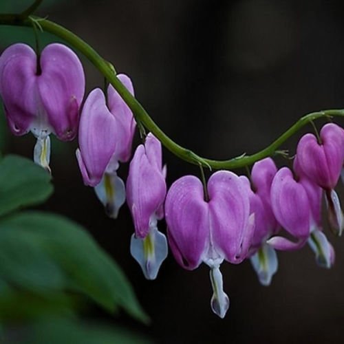 25 Seeds Purple Bleeding Heart Seeds Shade Plant Flowers (Seeds)