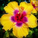 20 Seeds Yellow Pink Hibiscus Seeds Flower Perennial Flower Tropical (Seeds)