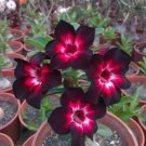 4 Seeds Pink Black White Desert Rose Seeds Adenium Flower Perennial (Seeds)