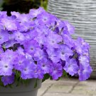 25 Seeds Easy Wave Lavender Sky Blue Petunia Seed Pelleted (Seeds)
