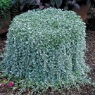 25 Seeds Dichondra Seeds Silver Falls Ground Cover (Seeds)