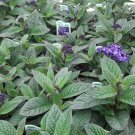 200 Seeds Heliotrope Marino Blue Marine Blue (Vanilla Scent Flower) (Seeds)