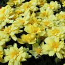 50 Seeds Marigold Seeds French Marigold Alumia Vanilla Cream (Seeds)