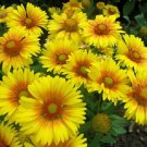 50 Seeds Gaillardia Seeds Gaillardia Arizona Apricot (Seeds)