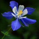 500 Seeds Columbine Seeds Colorado Blue Flower (Seeds)