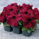 50 Seeds Petunia Seeds Supercascade Burgundy Pelleted (Seeds)