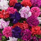 50 Seeds Petunia Seeds Double Cascade Mix Pelleted Petunia (Seeds)