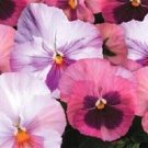 50 Seeds Pansy Seeds Delta Premium Pink Shades (Seeds)