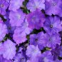 25 Seeds Petunia Seeds Shock Wave Denim Pelleted (Seeds)
