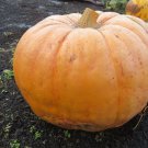25 Seeds Giant Pumpkin Seeds Monster Pumpkin Seeds Large Pumpkin (Seeds) 25 Seeds Giant Pumpkin Seeds Monster Pumpkin Seeds Large Pumpkin (Seeds)