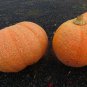 25 Seeds Giant Pumpkin Seeds Monster Pumpkin Seeds Large Pumpkin (Seeds)