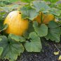 25 Seeds Giant Pumpkin Seeds Monster Pumpkin Seeds Large Pumpkin (Seeds)