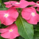 50 Seeds Vinca Seeds Sunsplash Deep Pink (Seeds)