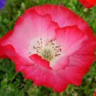 10,000 Seeds Shirley Single Petal Poppy Seeds FLOWER (Seeds)