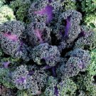 50 Seeds Flowering Kale Seeds Yokohama Red (Seeds)