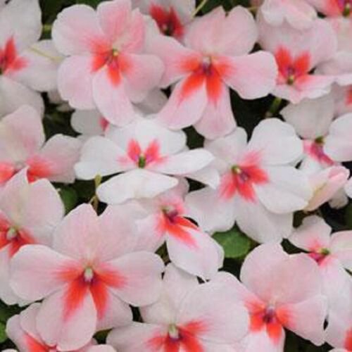50 Seeds Impatiens Seeds Super Elfin XP Cherry Splash Flower Seeds Impatiens (Seeds)