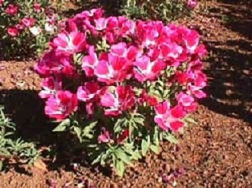 5,000 Seeds Godetia Seeds Double Azzlea ( CLAKIA AMOENA ) (Seeds)