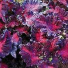 50 Seeds Coleus Seeds Black Dragon Coleus (Seeds)